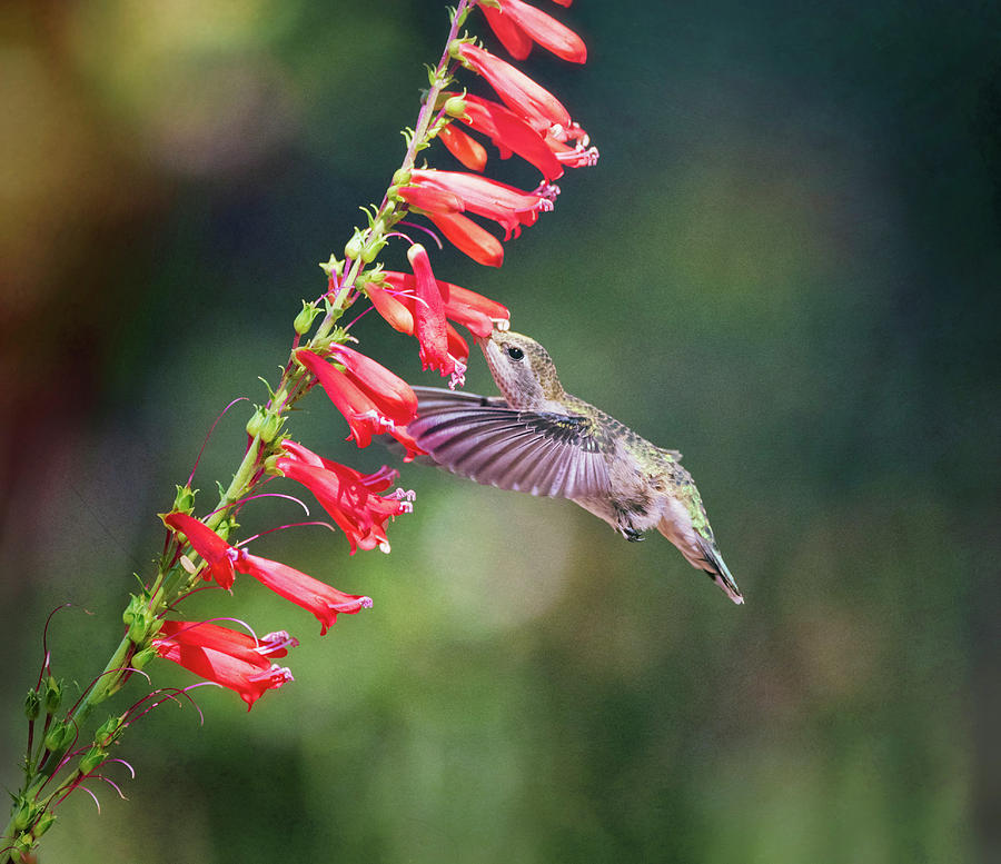 Hummingbird and Red Trumpet Flowers  Photograph by Saija Lehtonen