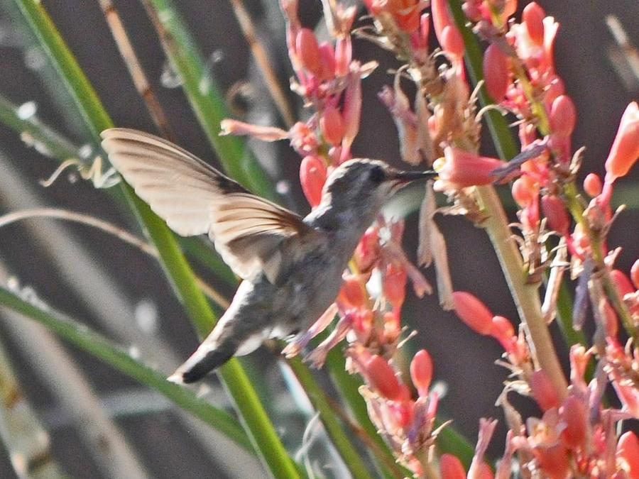 Hummingbird And Red Yucca  Photograph by Jay Milo