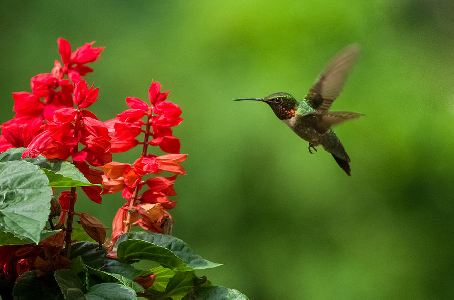 Hummingbird Photograph - Hummingbird and Scarlet Sage by Lori Coleman