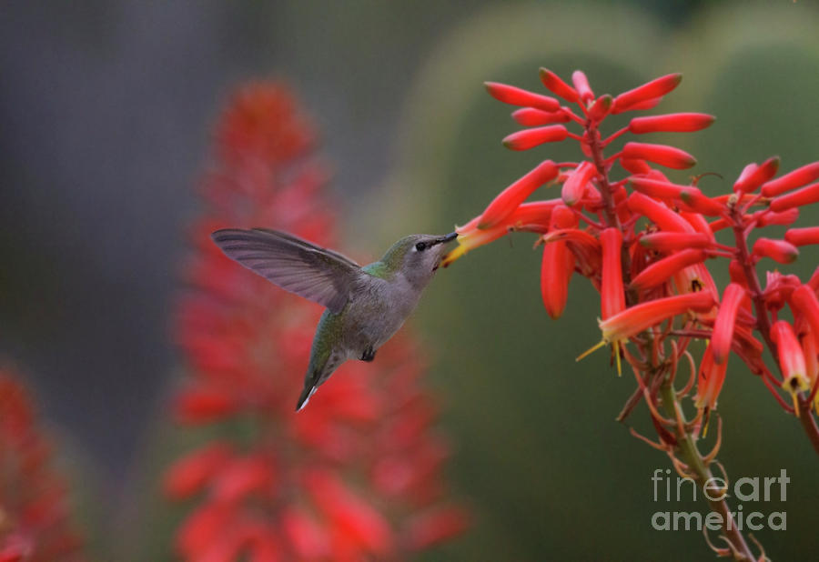 Hummingbird and succulent Photograph by Ruth Jolly