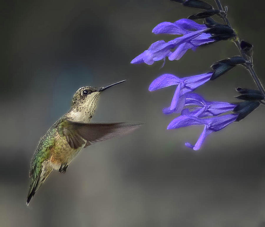 Hummingbird and Summertime Photograph by Mary Lynn Giacomini - Fine Art ...