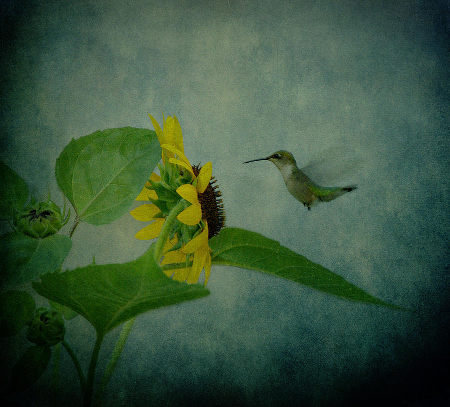 Hummingbird and Sunflower Photograph by Sandy Keeton