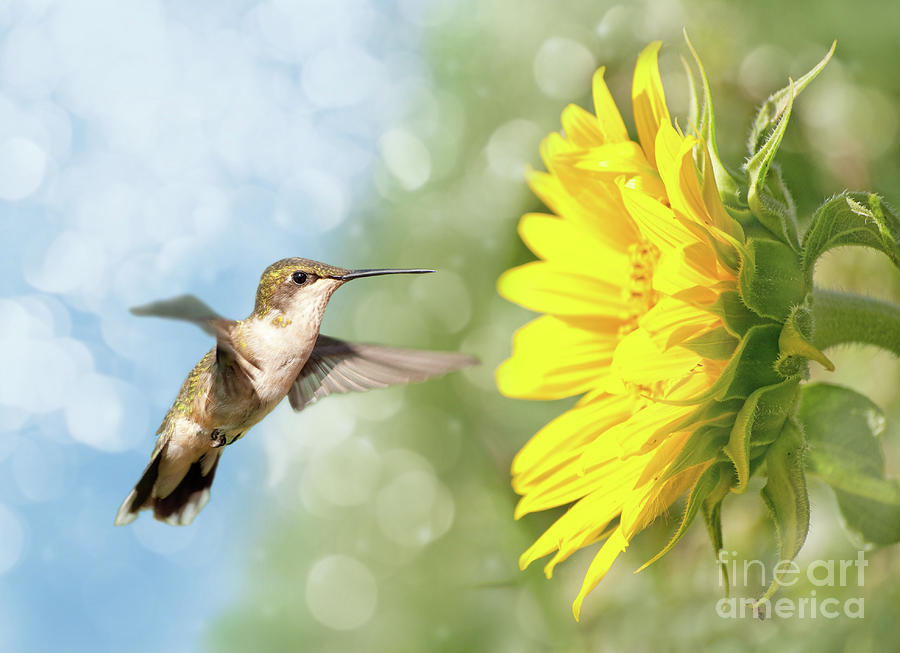 Hummingbird and Sunflower Photograph by Sari ONeal