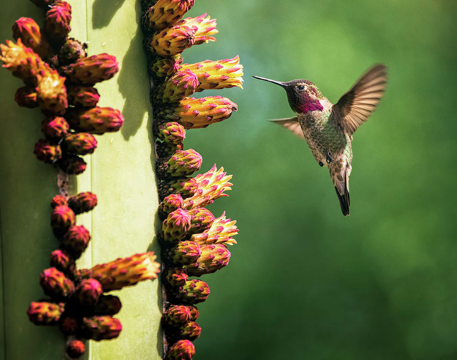 Hummingbird and the Cacti Flowers  Photograph by Saija Lehtonen
