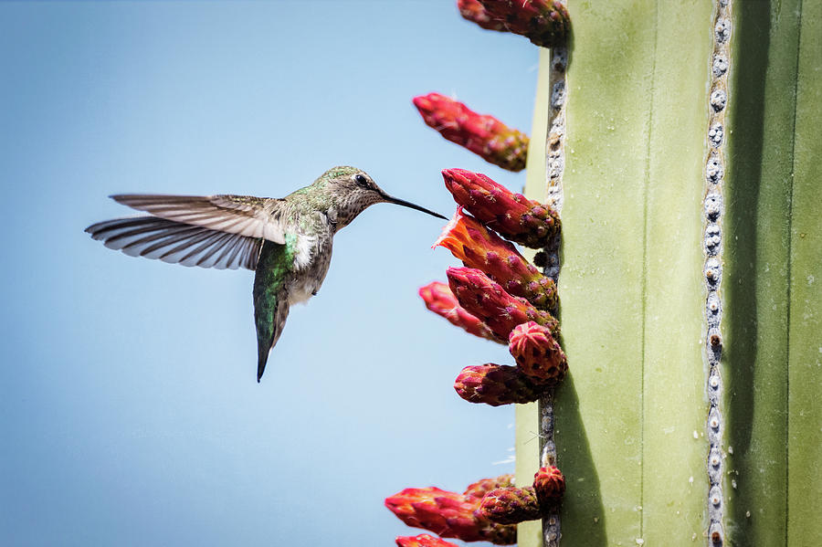 HUmmingbird and the Cactus Flowers  Photograph by Saija Lehtonen