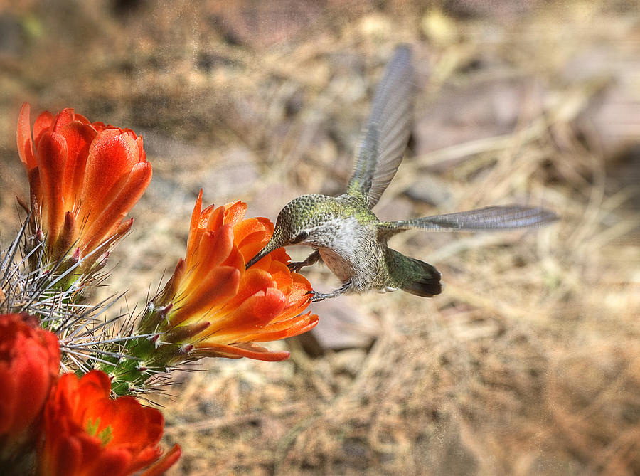 Hummingbird and the Hedgehog  Photograph by Saija Lehtonen