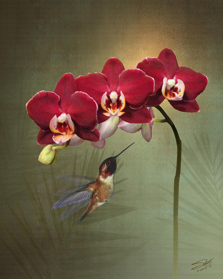 Hummingbird and Three Crimson Orchid Blossoms Digital Art by M Spadecaller