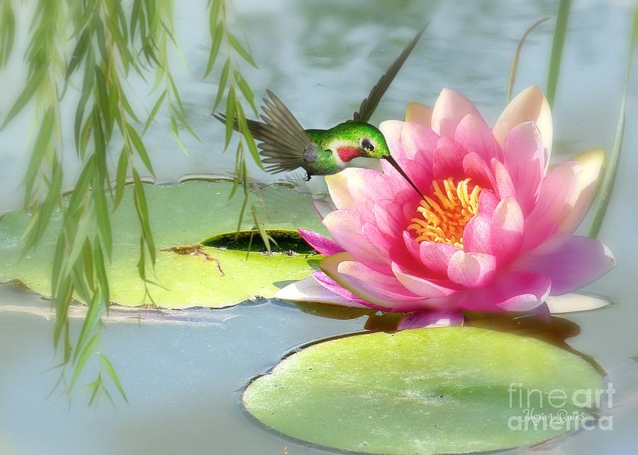Hummingbird and Water Lily Mixed Media by Morag Bates