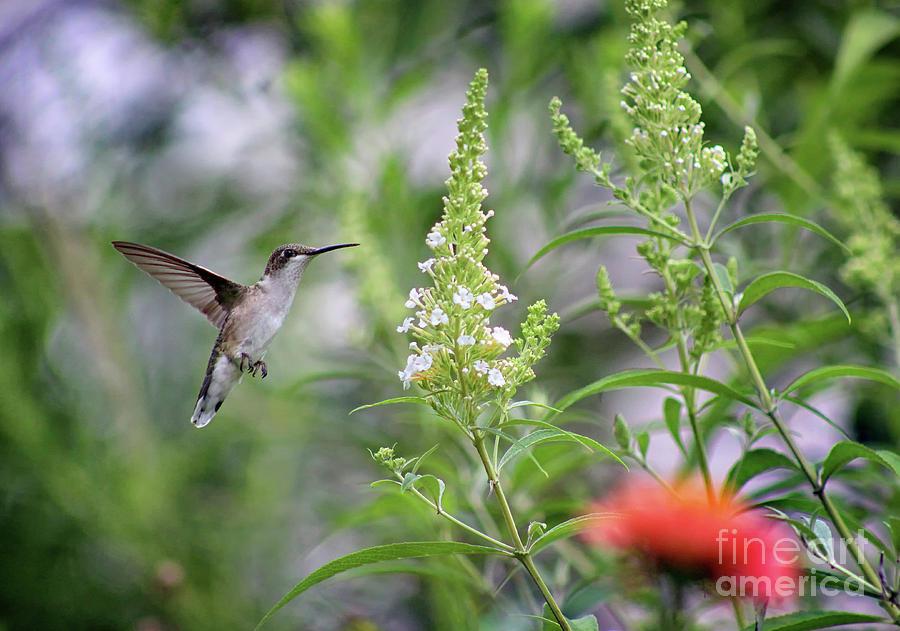Hummingbird and White Butterfly Bush Photograph by Karen Adams