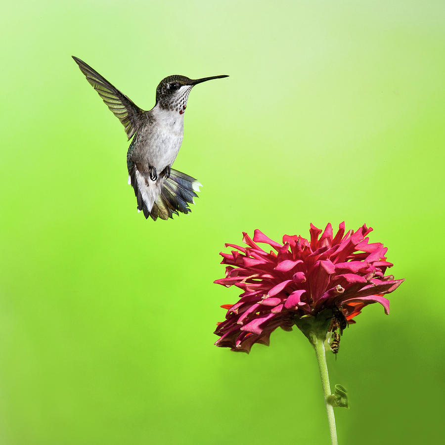 Hummingbird And Zinnia 2 Photograph by Lara Ellis