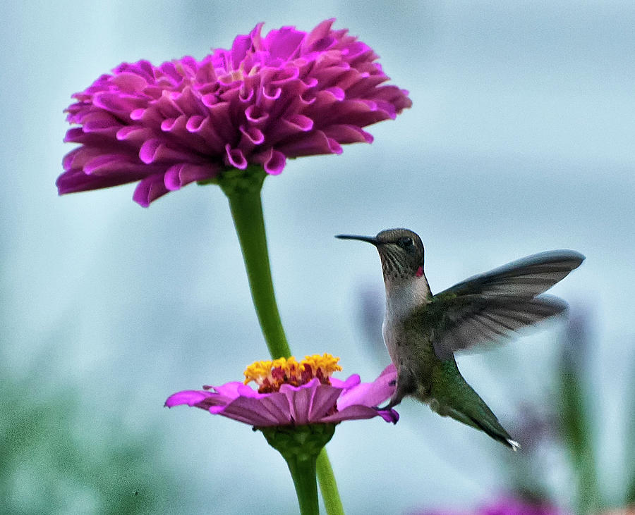 Hummingbird and Zinnias Photograph by Anne Baldwin - Fine Art America