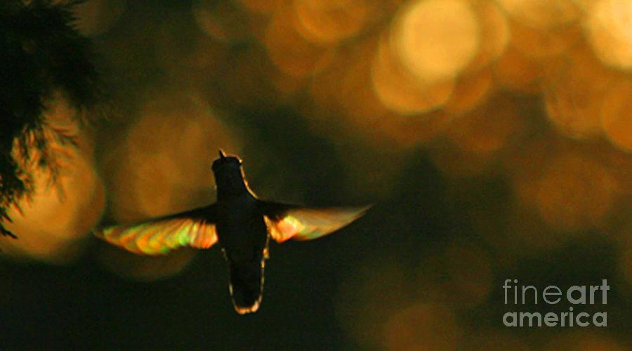 Hummingbird Angel Wings Photography Photograph