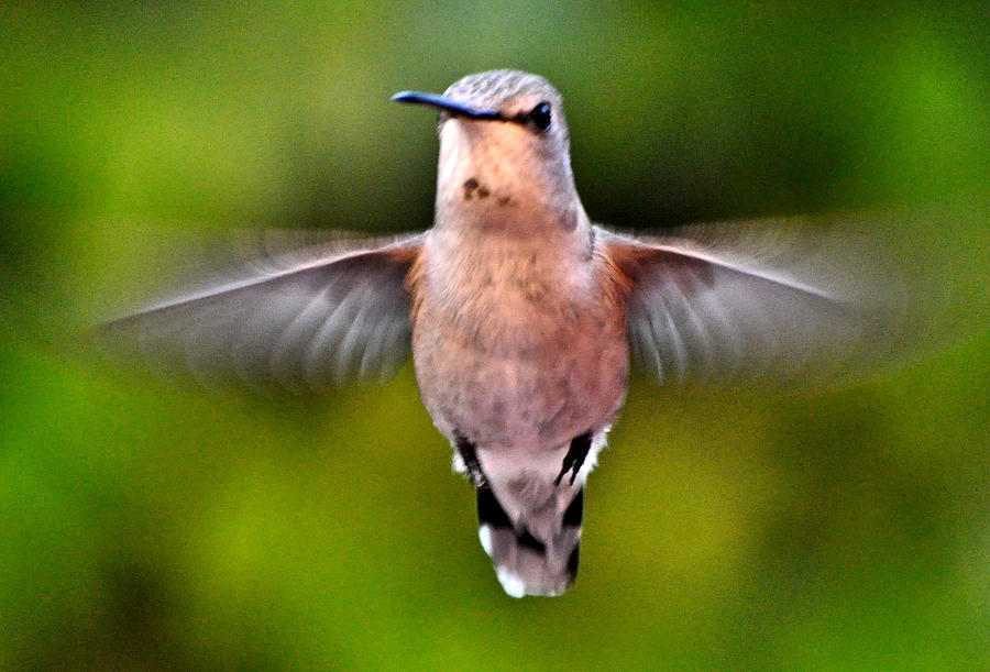 Hummingbird Annas Angel Wings Photograph by Jay Milo