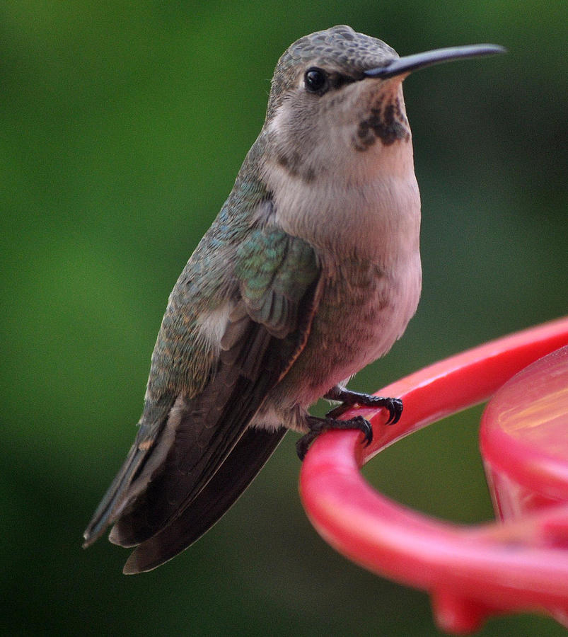 Hummingbird Photograph - Hummingbird Annas Sitting On Feeder Perch by Jay Milo