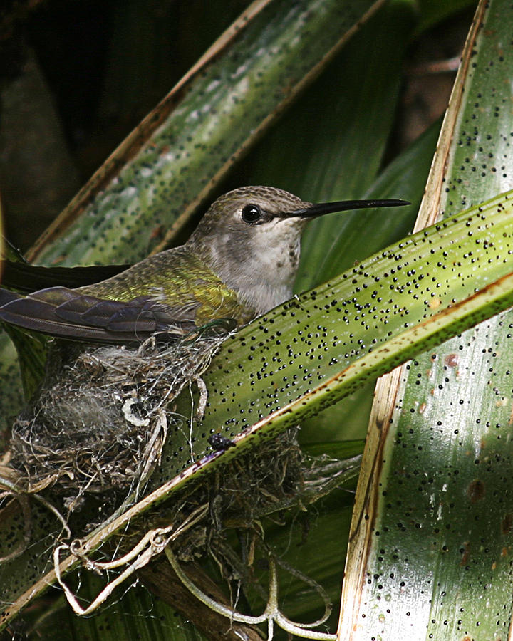 Nesting Annas Hummingbird Photograph by Anthony Jones