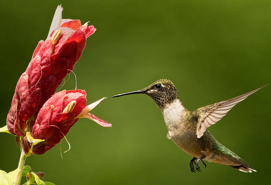 Nature Photograph - Hummingbird Approaches Flower by William Jobes