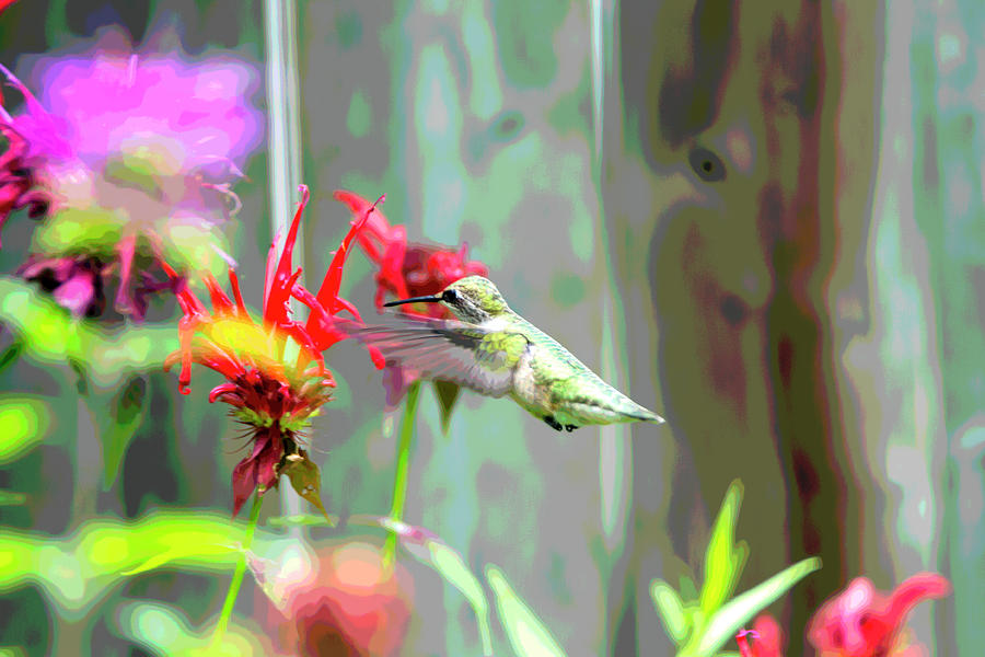 HummingBird Art 2 Digital Art by David Stasiak