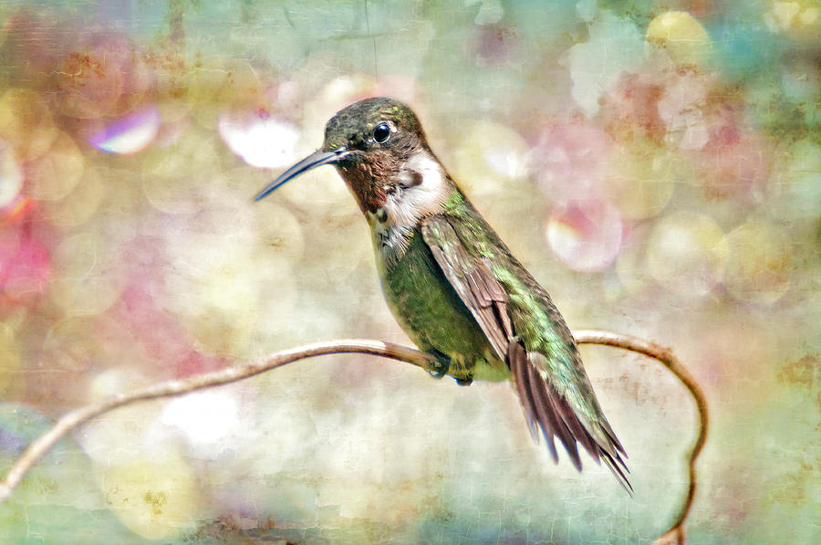 Hummingbird Art Photograph by Bonnie Barry
