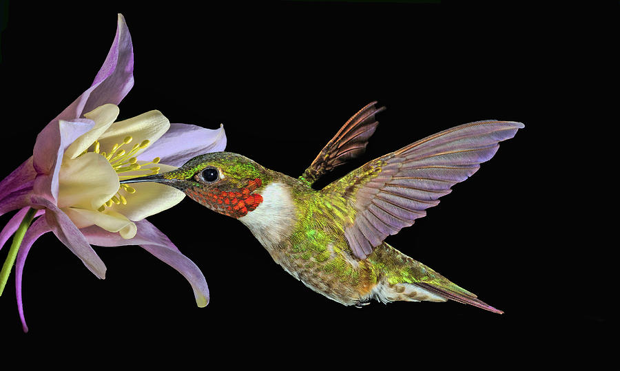 Hummingbird Art Photograph by Richard Macquade