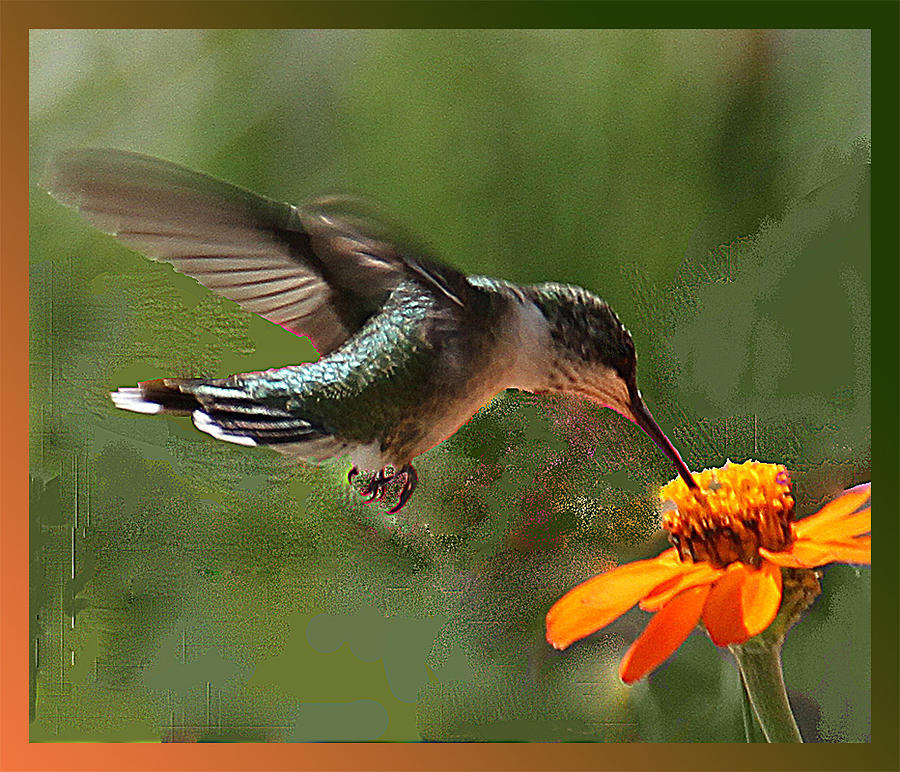 Hummingbird Art Photograph by Suanne Forster