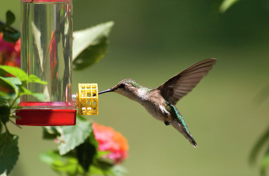 Hummingbird at a Feeder Photograph by Jill Lang