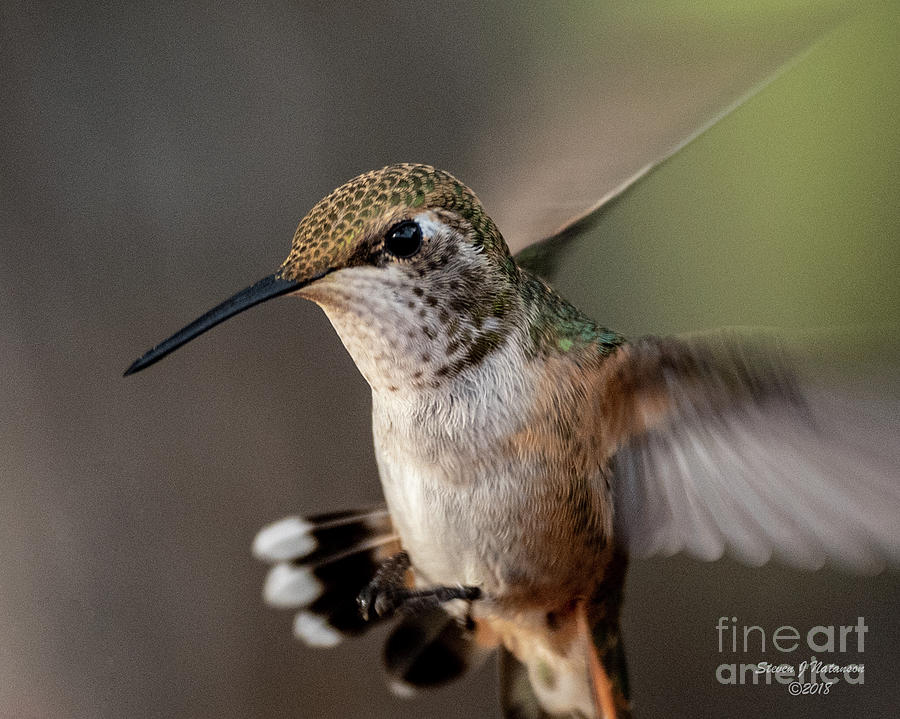 Hummingbird at Dawn Photograph by Steven Natanson