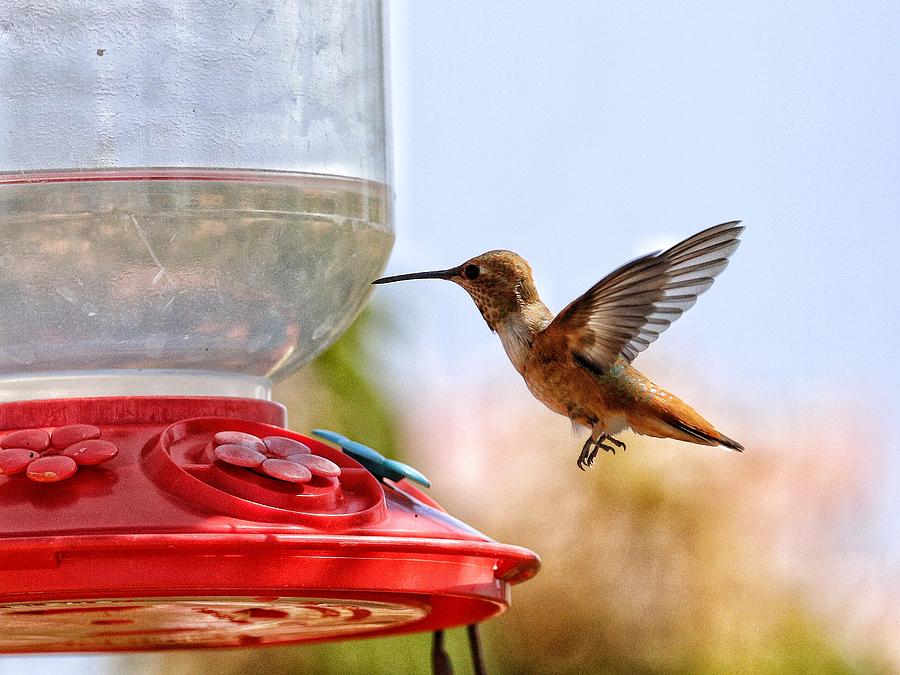 Hummingbird at feeder 01 Photograph by Ross Kestin