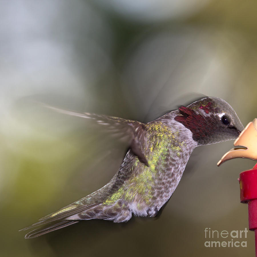 Hummingbird at feeder Photograph by Shawn Jeffries