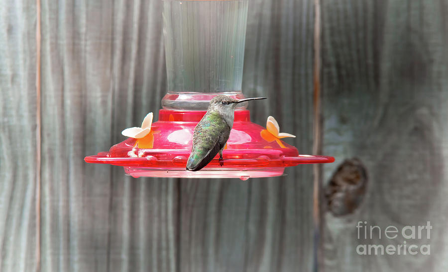 Hummingbird At Fence Feeder Photograph by Robert Frederick