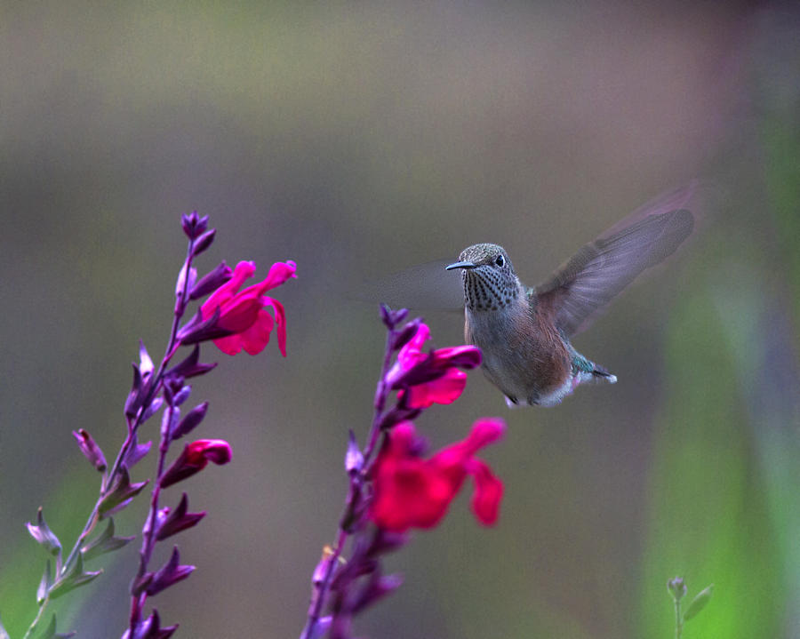 Hummingbird Photograph - Hummingbird at Flower by Lowell Monke