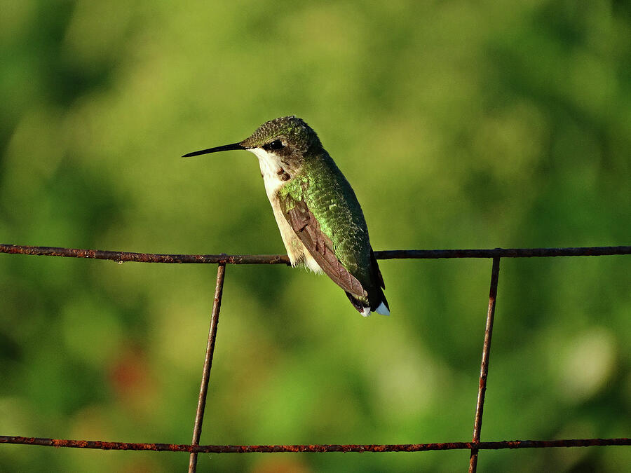 Hummingbird at Rest Photograph by Dianne Cowen Cape Cod Photography