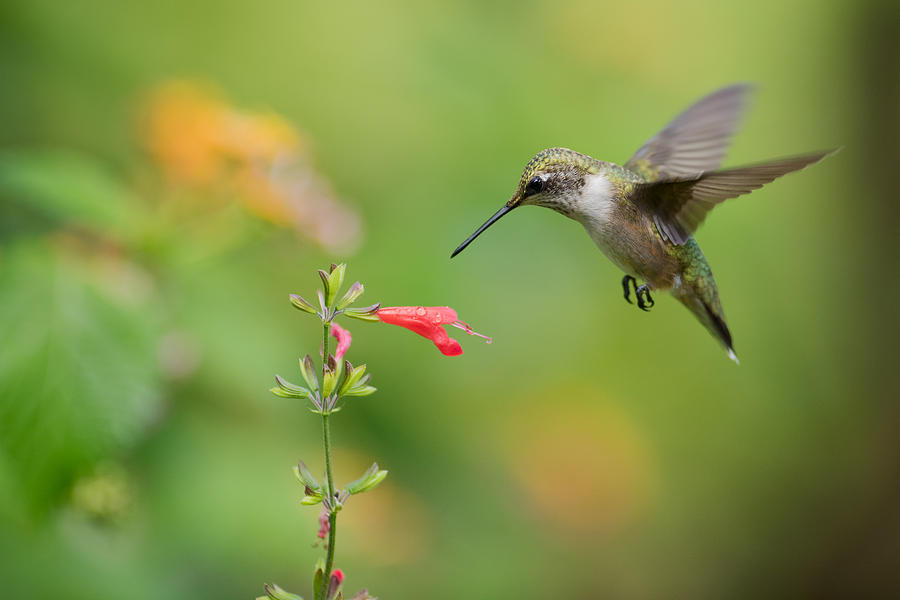 Hummingbird at Salvia Photograph by Gregory Overcashier - Fine Art America