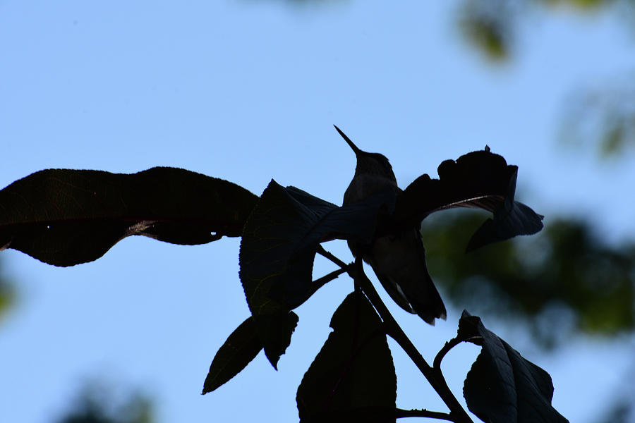 HummingBird At Sunrise Silhouette Photograph by Thomas Woolworth
