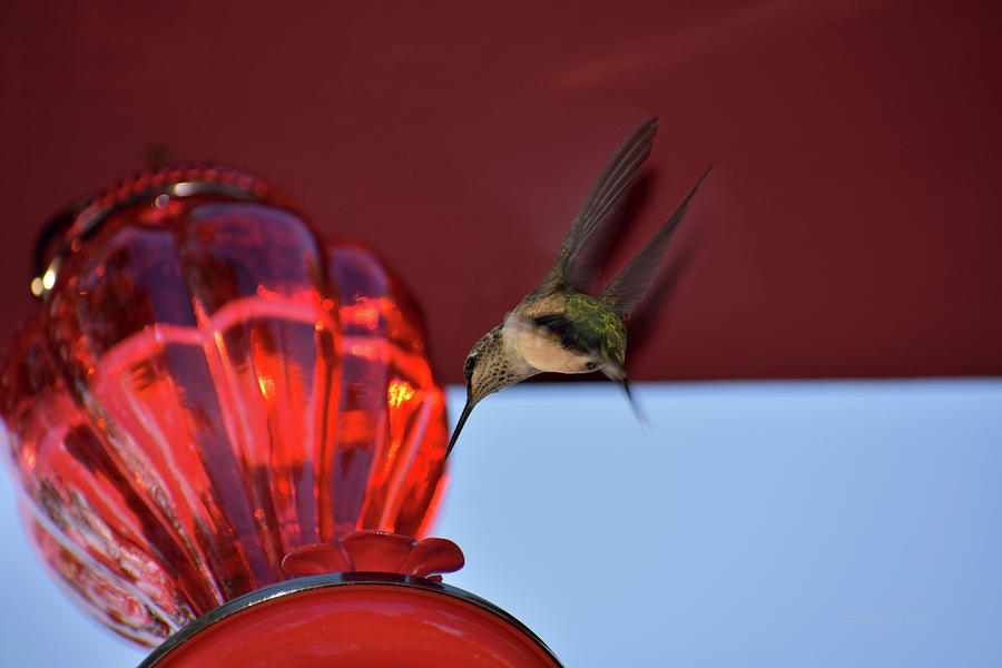 HummingBird At Sunrise Under View 01 Photograph by Thomas Woolworth