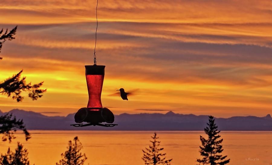 Hummingbird Photograph - Hummingbird at sunset. by Bill Linn Hummingbird Photograph - Hummingbird at sunset. by Bill Linn