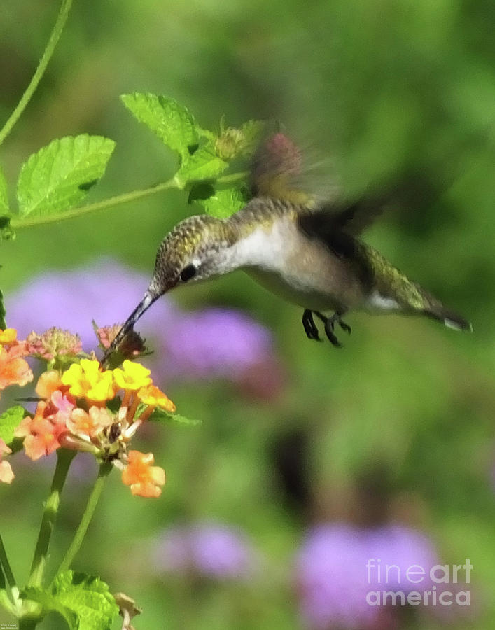 Hummingbird at the Lantana Photograph by Lizi Beard-Ward