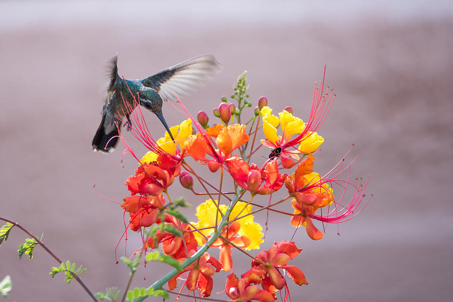 Hummingbird at work Photograph by Dan McManus