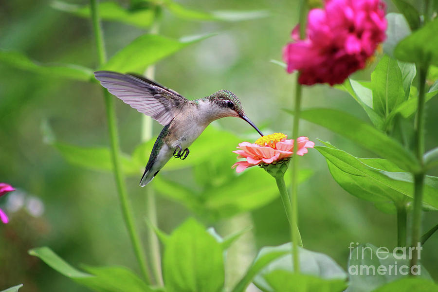 Hummingbird at Zinnia in Garden Photograph by Karen Adams