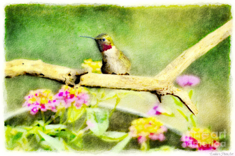 Hummingbird Attitude - Digital Paint 1 Photograph by Debbie Portwood