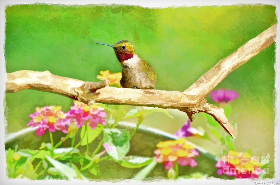 Hummingbird Attitude - Digital Paint 2 Photograph by Debbie Portwood