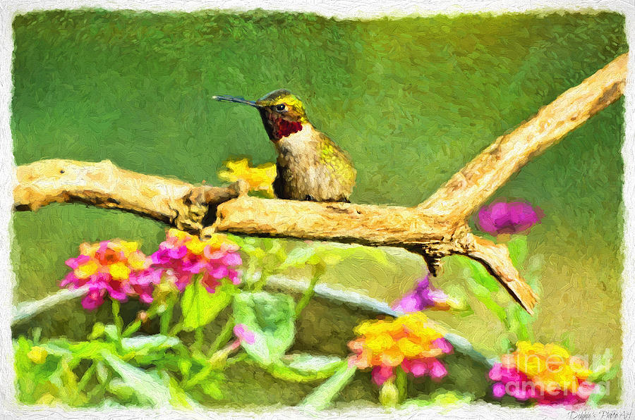 Hummingbird Attitude - Digital Paint  Photograph by Debbie Portwood