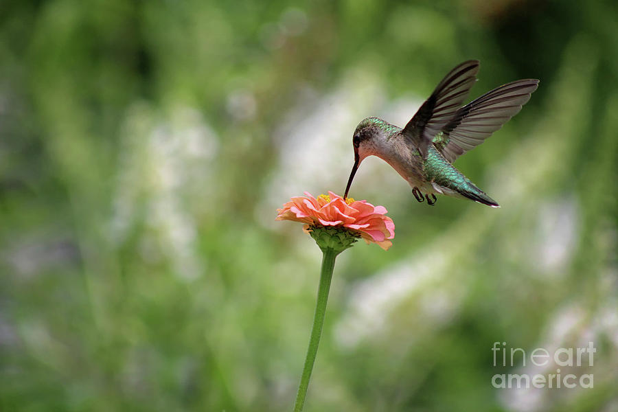 Hummingbird Balance Photograph by Karen Adams
