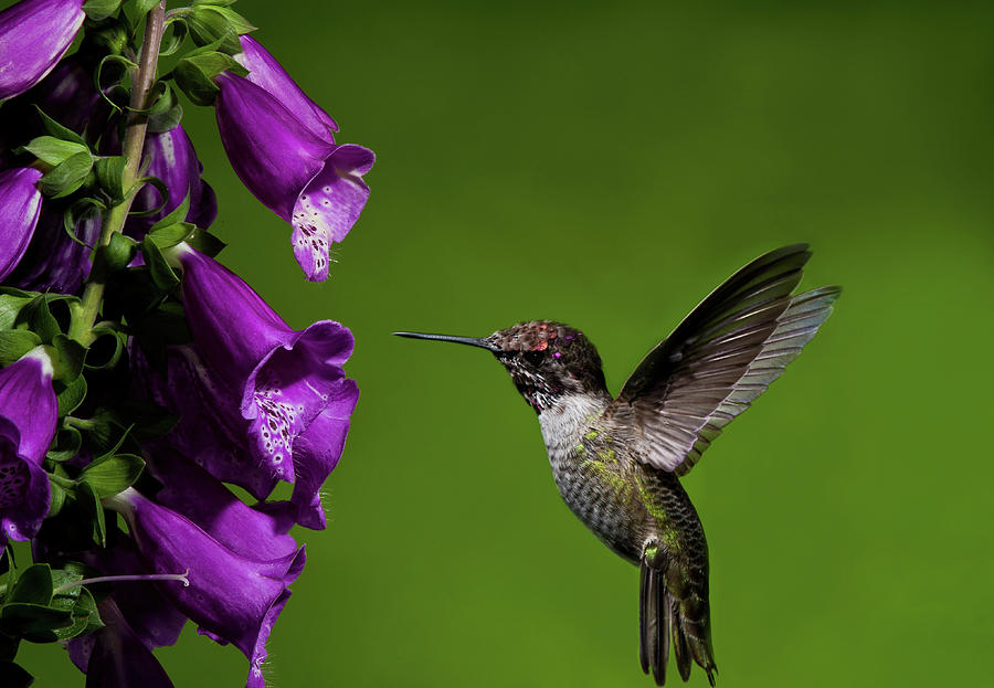 Wildlife Photograph - Hummingbird Ballet by Lara Ellis
