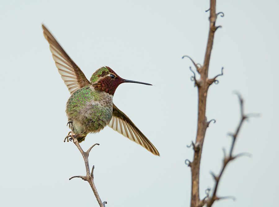 Hummingbird Ballet Photograph by Loree Johnson