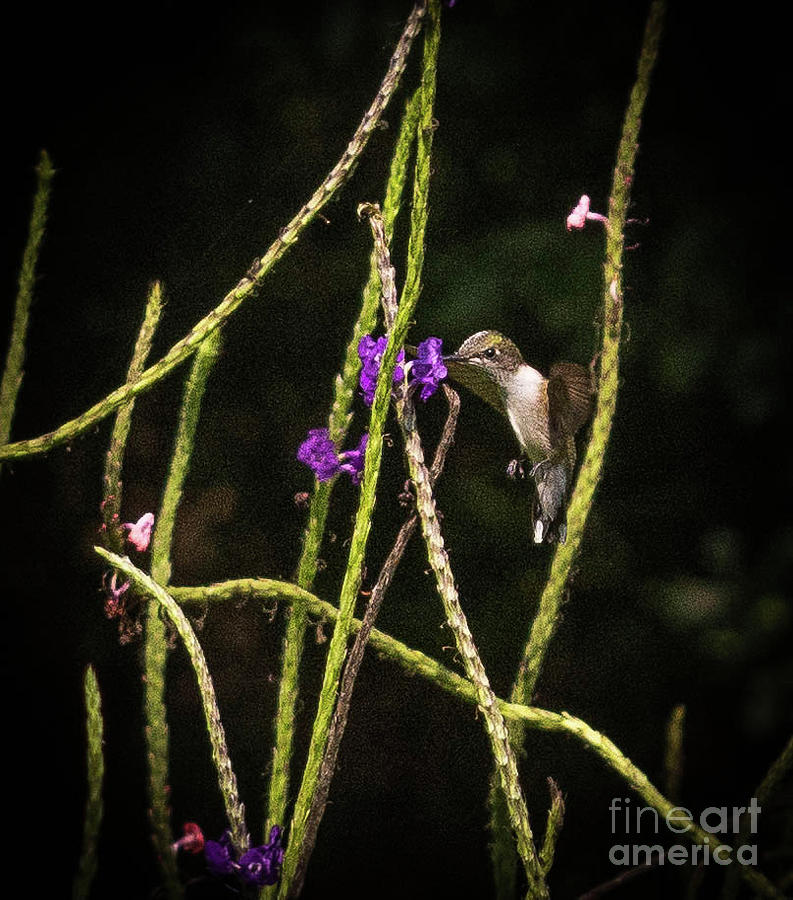 Hummingbird Photograph by Barry Bohn