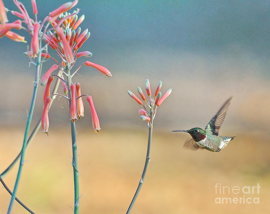 Hummingbird Beak on Horizon Photograph by Wayne Nielsen