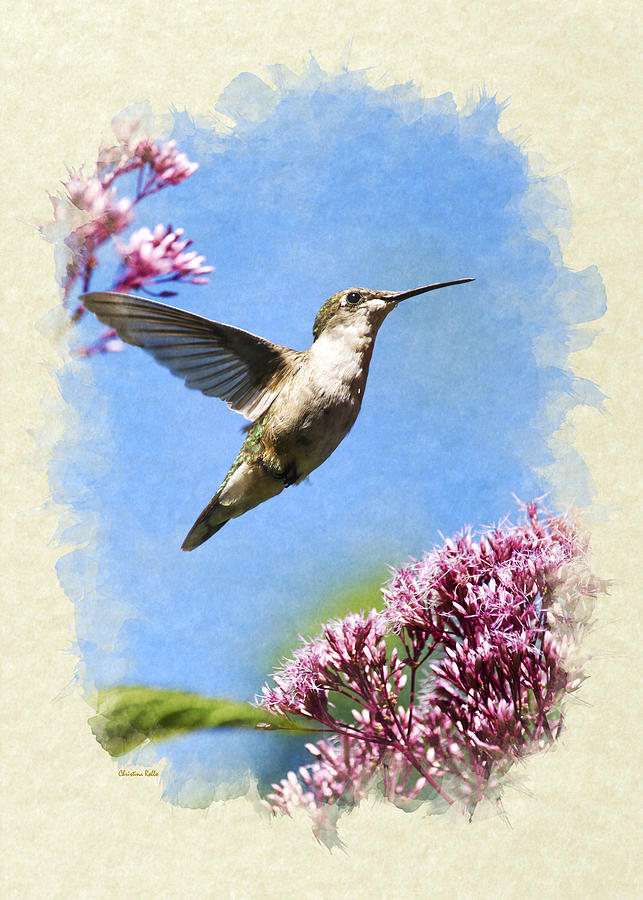 Hummingbird Beauty Blank Note Card Mixed Media by Christina Rollo