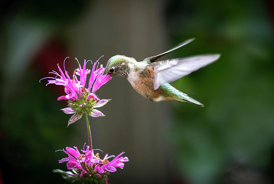 Hummingbird Beauty Photograph by Judi Dressler