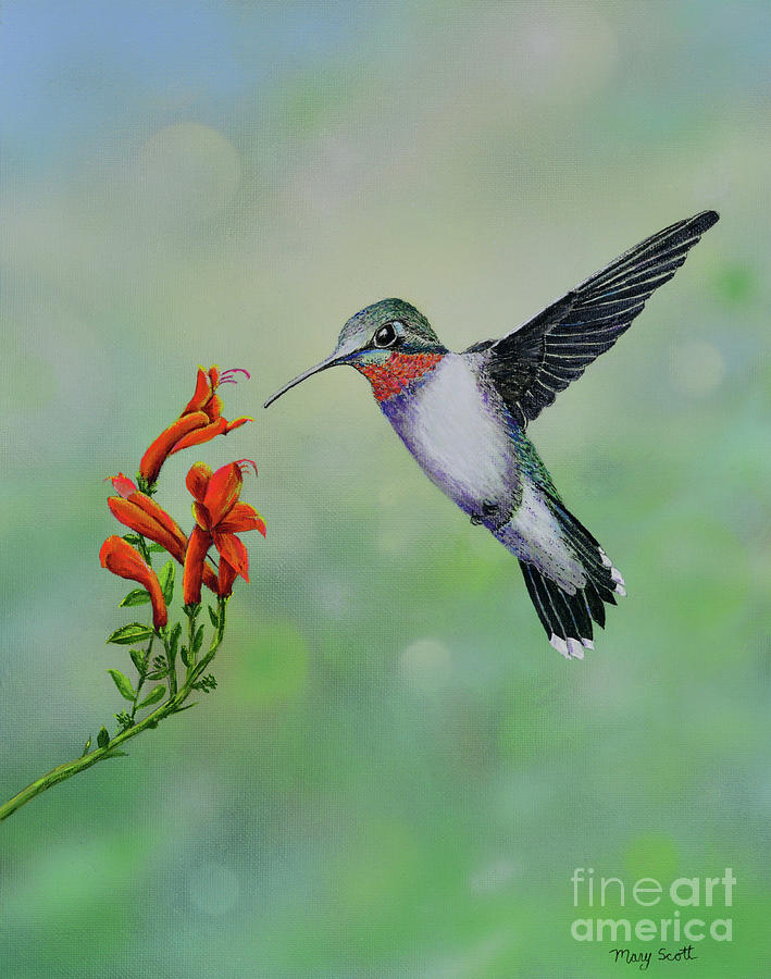 Hummingbird Beauty Painting by Mary Scott