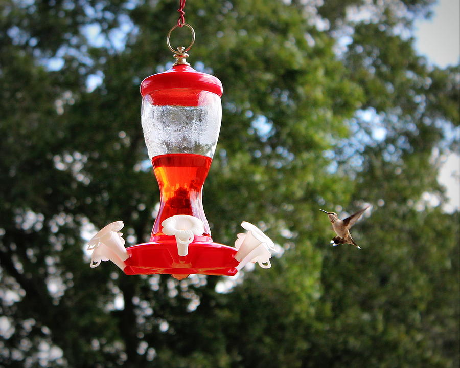 Hummingbird Photograph by Beth Vincent